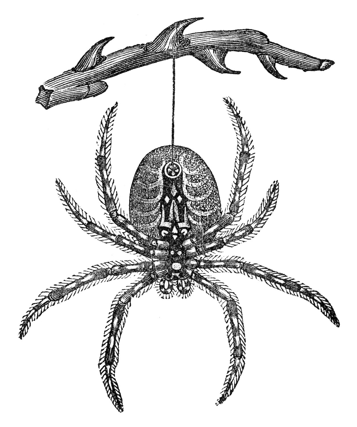 spider black and white clip art