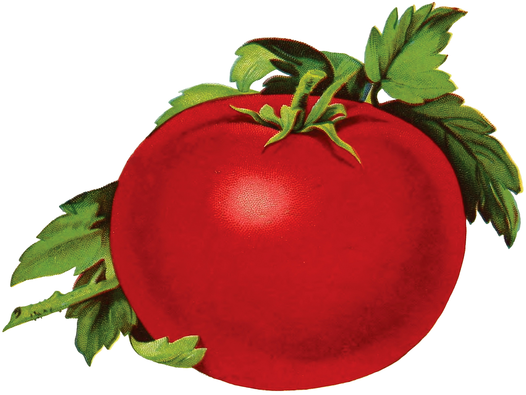 dehydrated tomato clipart