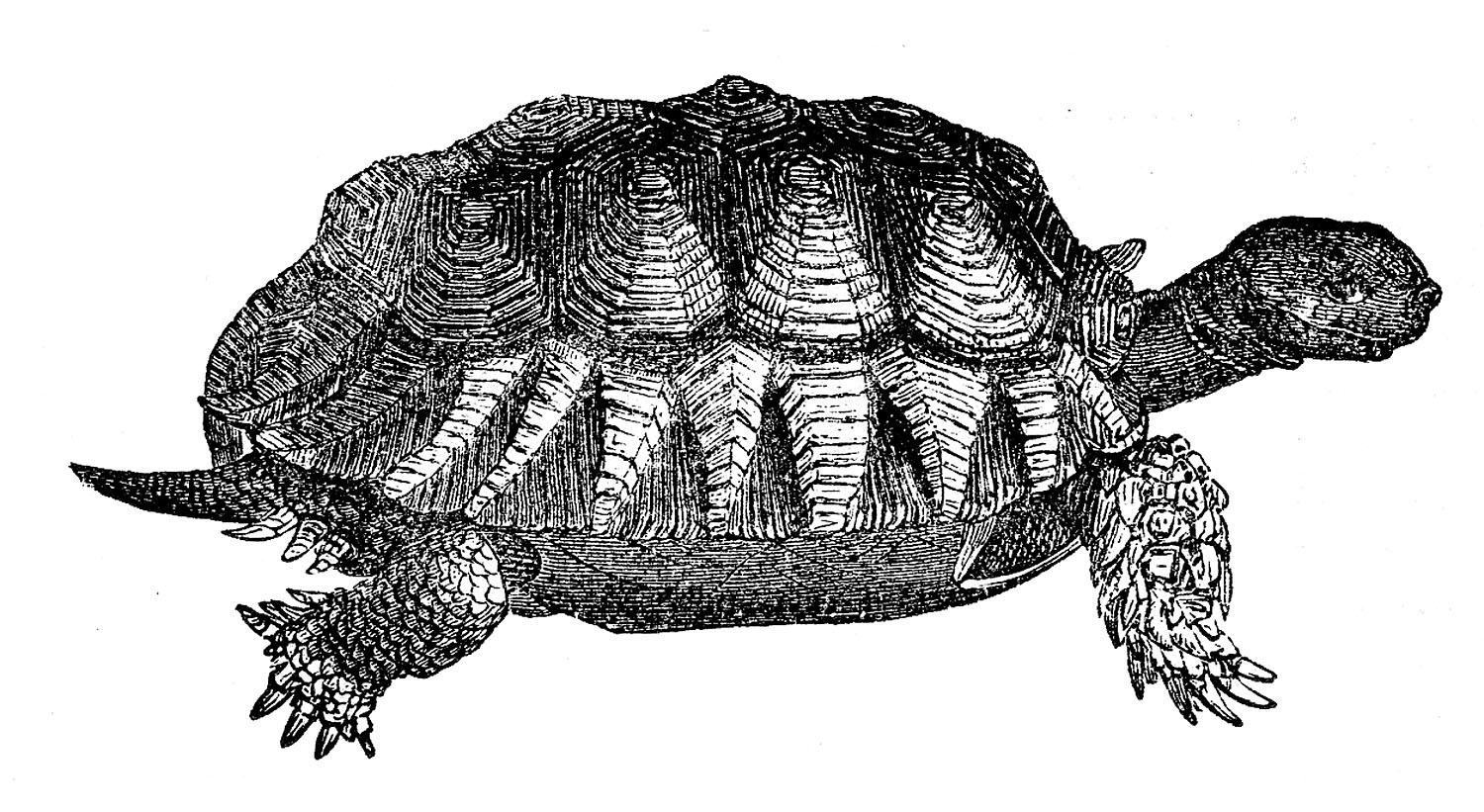 Turtle-Vintage-Image-GraphicsFairy