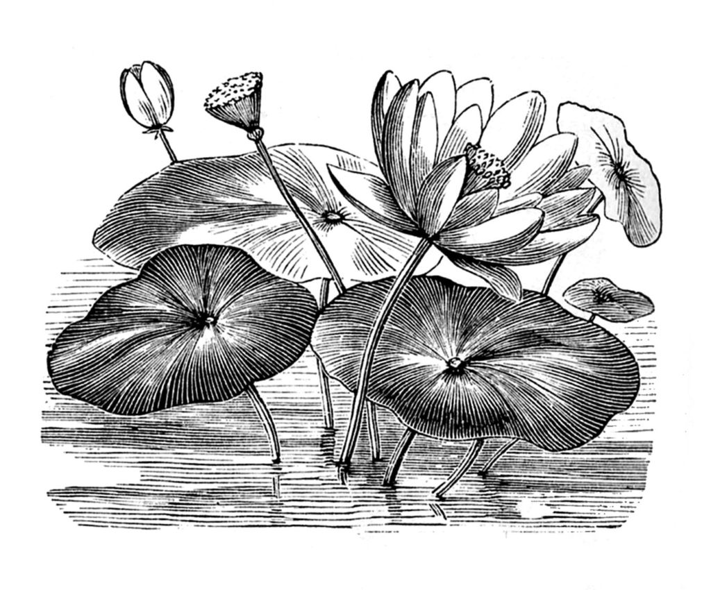 Water Lily Lotus Clipart