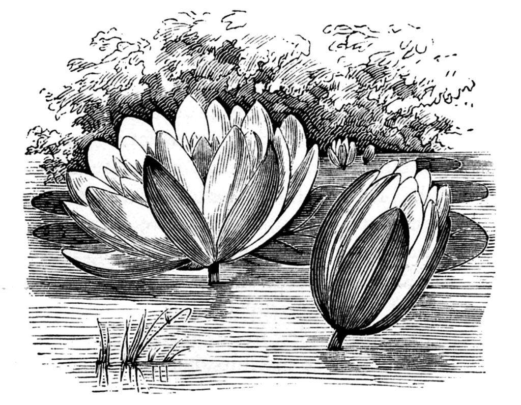 Water Lilies Lotus Type Flowers 