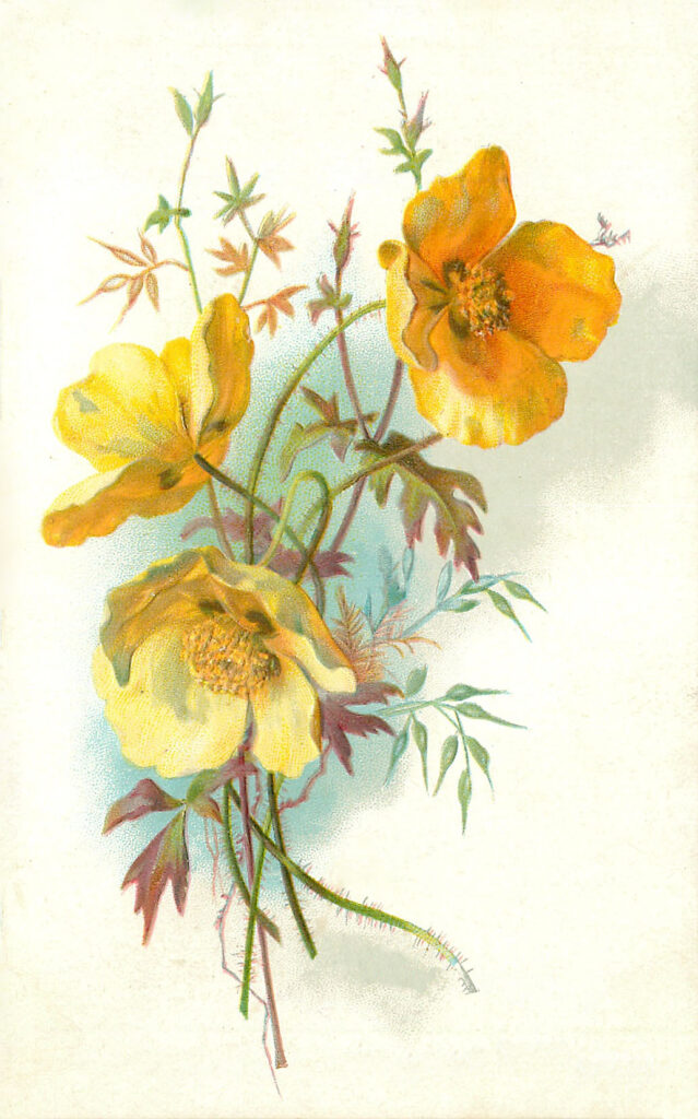 Yellow Poppies Picture