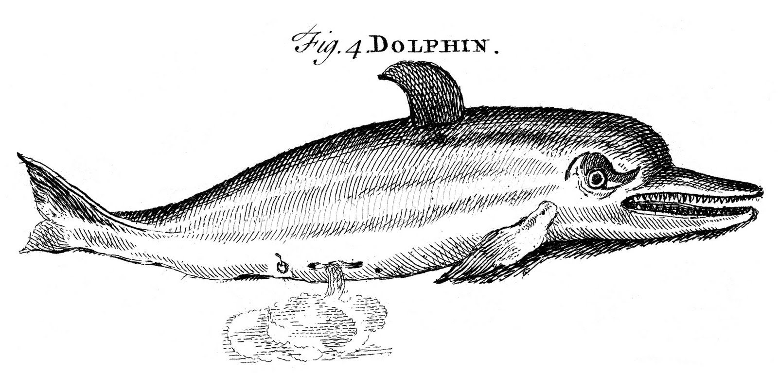 Antique Dolphin Picture