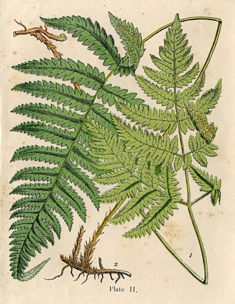 Ferns Picture