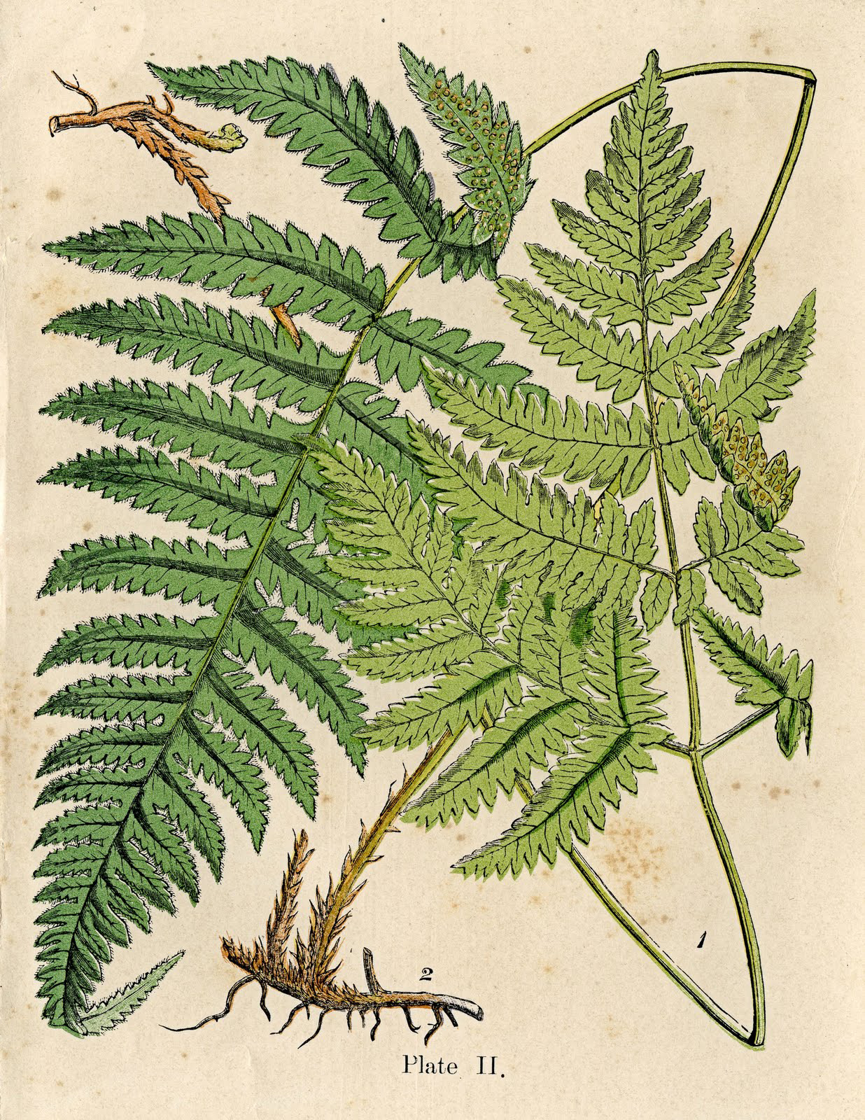 6 Fern Pictures Vintage Botanicals! The Graphics Fairy