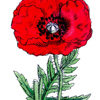 Red Poppy Graphic