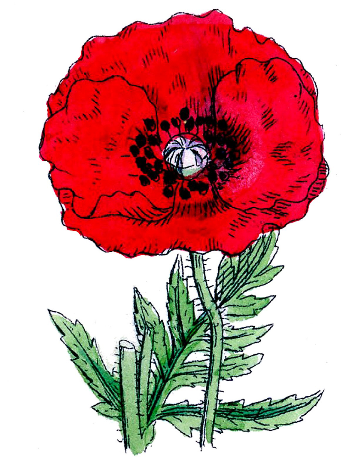 poppies drawing and painting