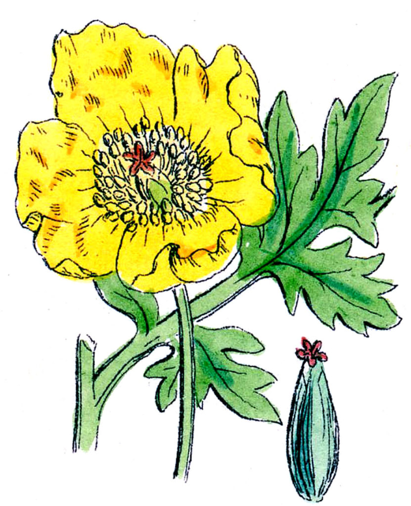 Yellow Clipart Poppies