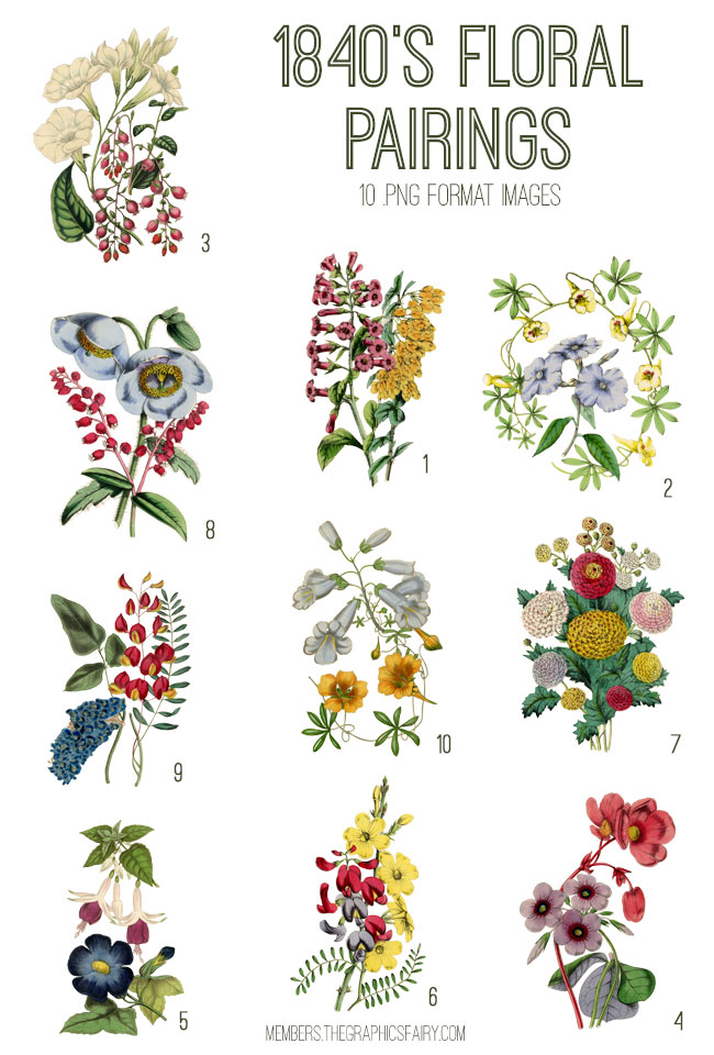 Antique Floral Digital Image Bundle