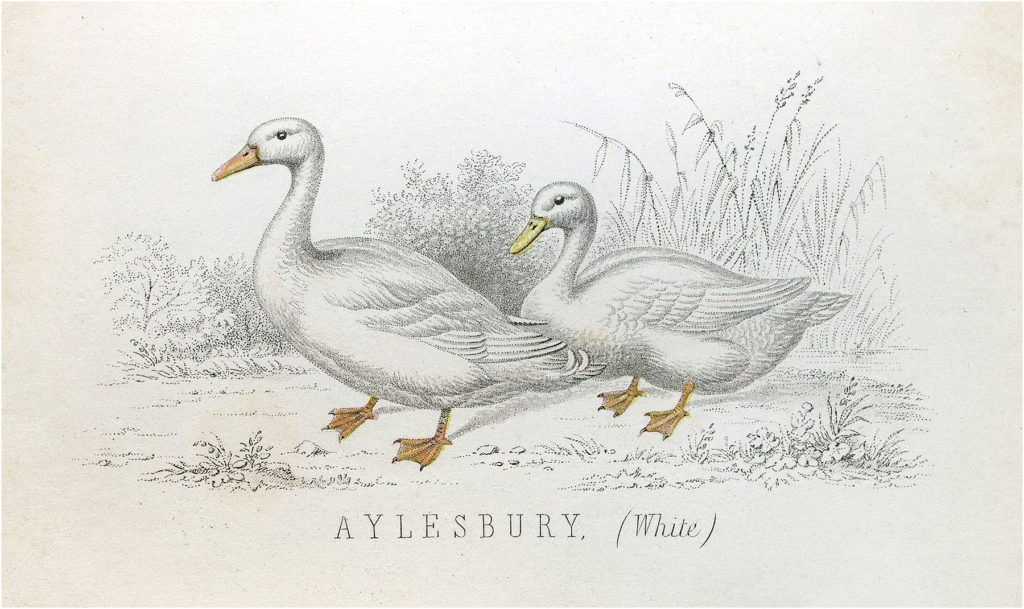 White Ducks Aylesbury Image