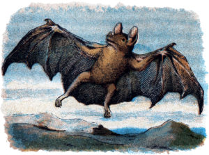 Bat Flying Illustration