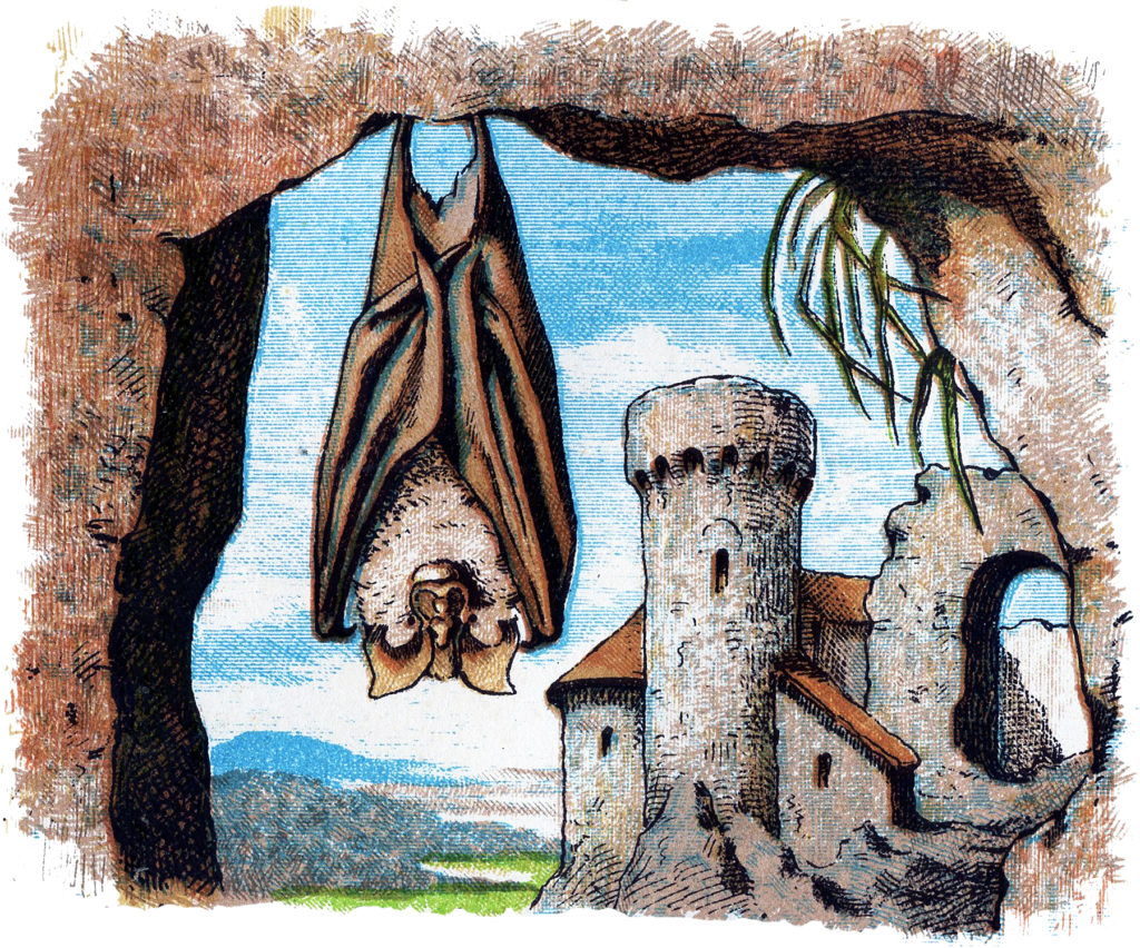 Bat Image with Castle