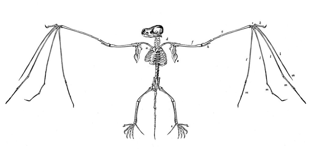 Bat Skeleton Vintage 