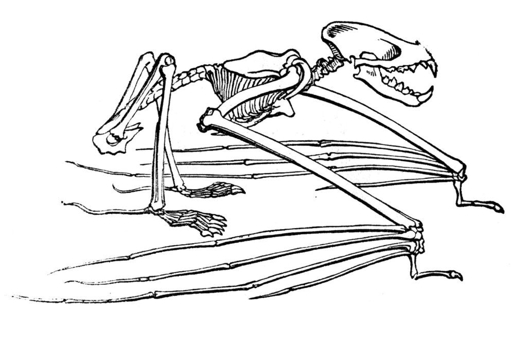 Bat Skeleton Picture