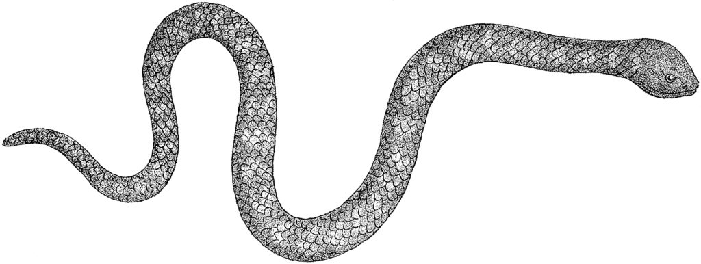 black white snake illustration