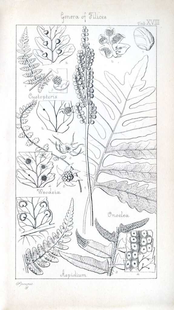 Botany image of plants with Ferns