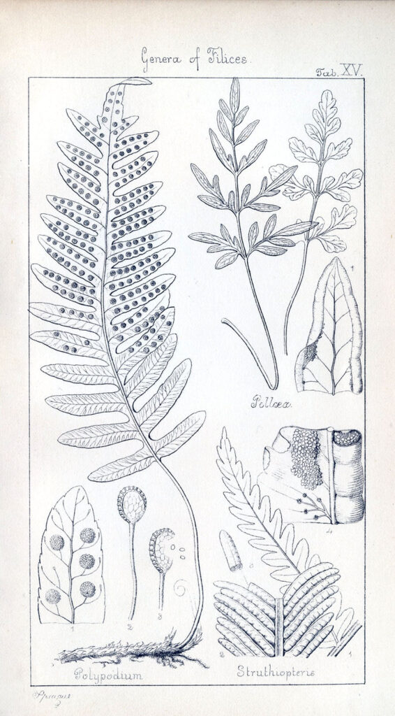 Antique Botany Print with Ferns