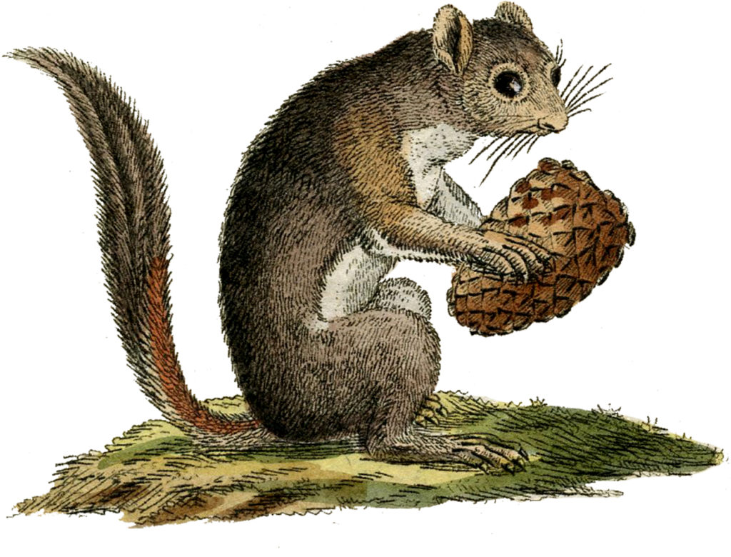 squirrel pine cone image