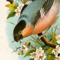 Pink and blue bird with flowers image