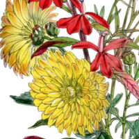 Yellow Mums with red flowers