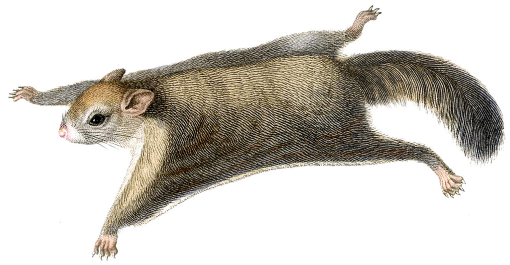 flying squirrel illustration