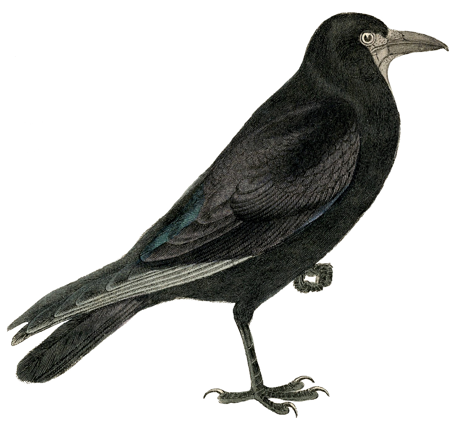 crow clipart drawing