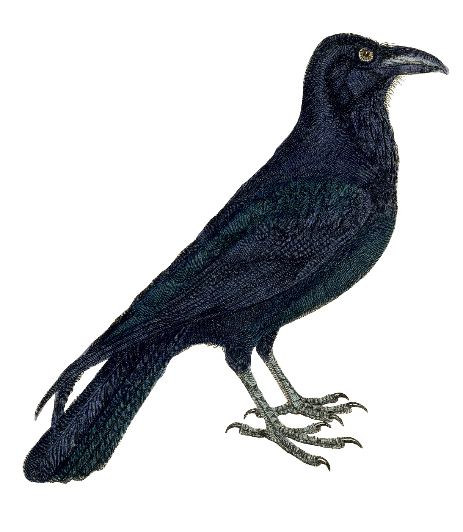 crow clipart drawing