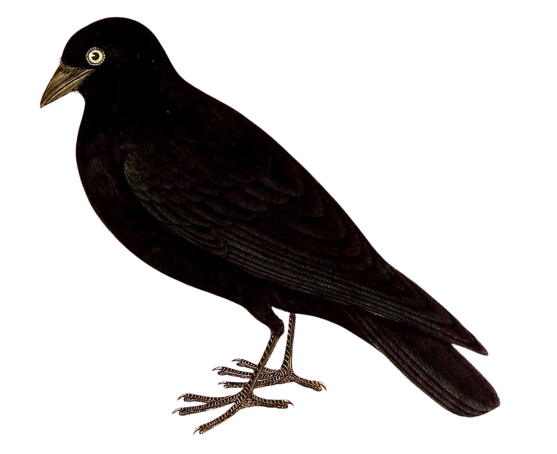 crows clipart free