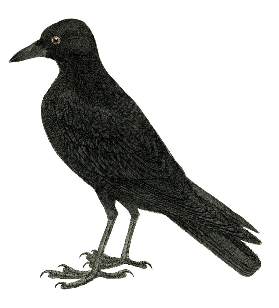 halloween black crow image