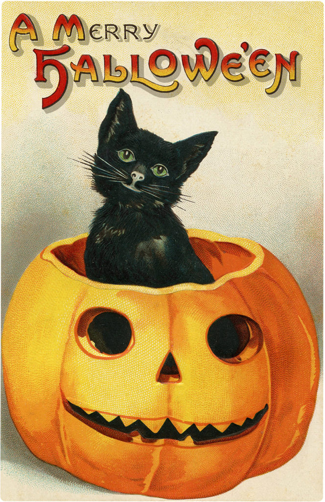 cute black cat pumpkin jack o'lantern halloween