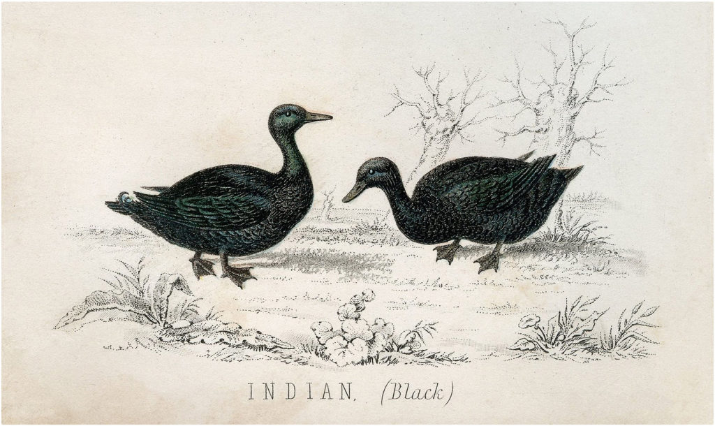 Black Ducks Illustration