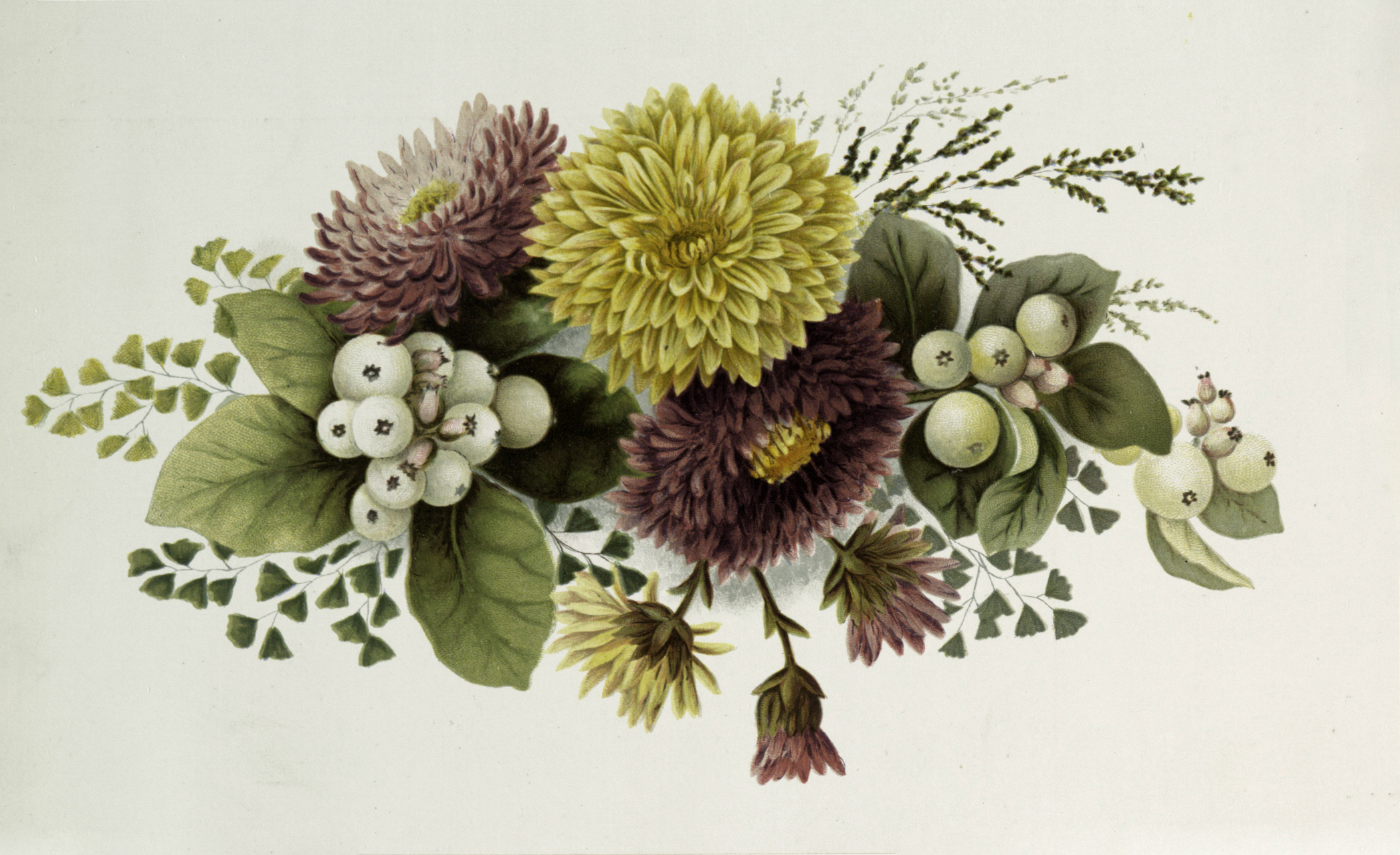 7 Chrysanthemums Images - Vintage Mums! - The Graphics Fairy