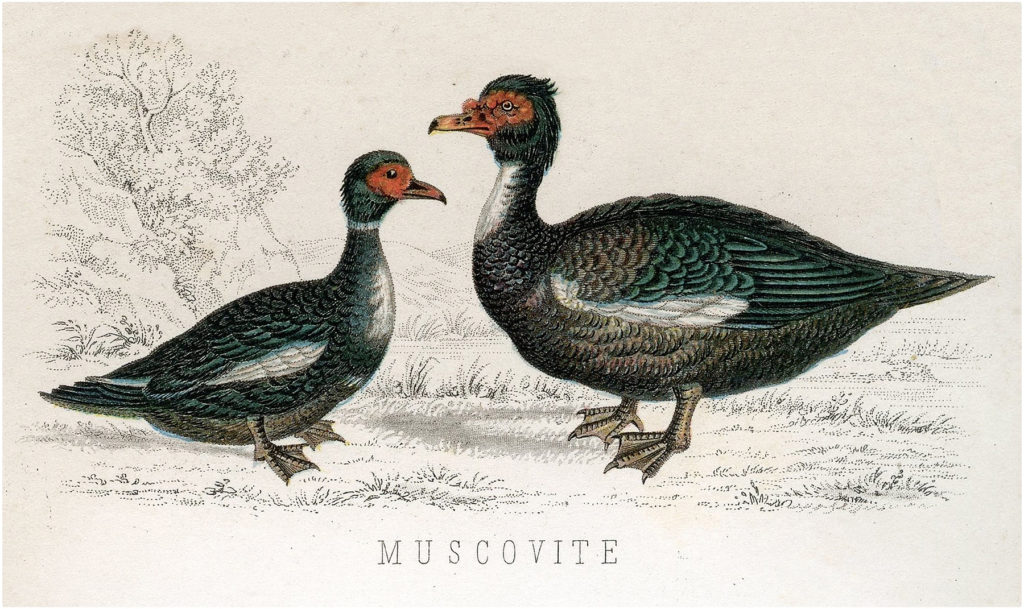 Muscovite Ducks Image