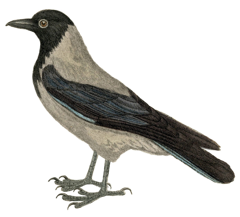 old crow blackbird image