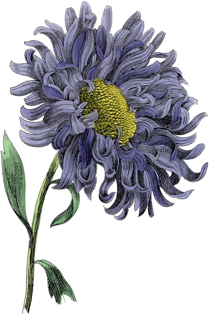 Purple Botanical Flower Image