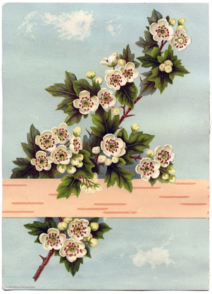 rose sprig birch illustration