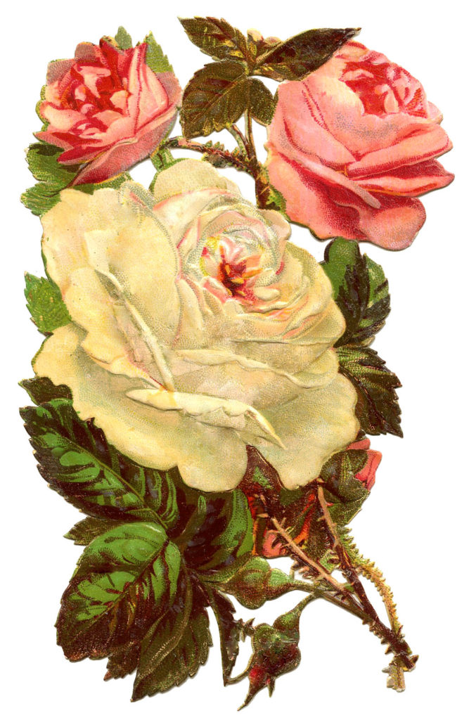 white pink roses clipart