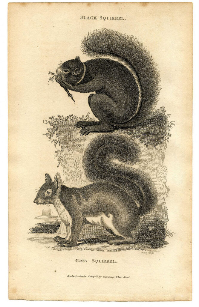 Squirrel Picture showing 2 Squirrels