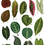 Tropical Leaves collage