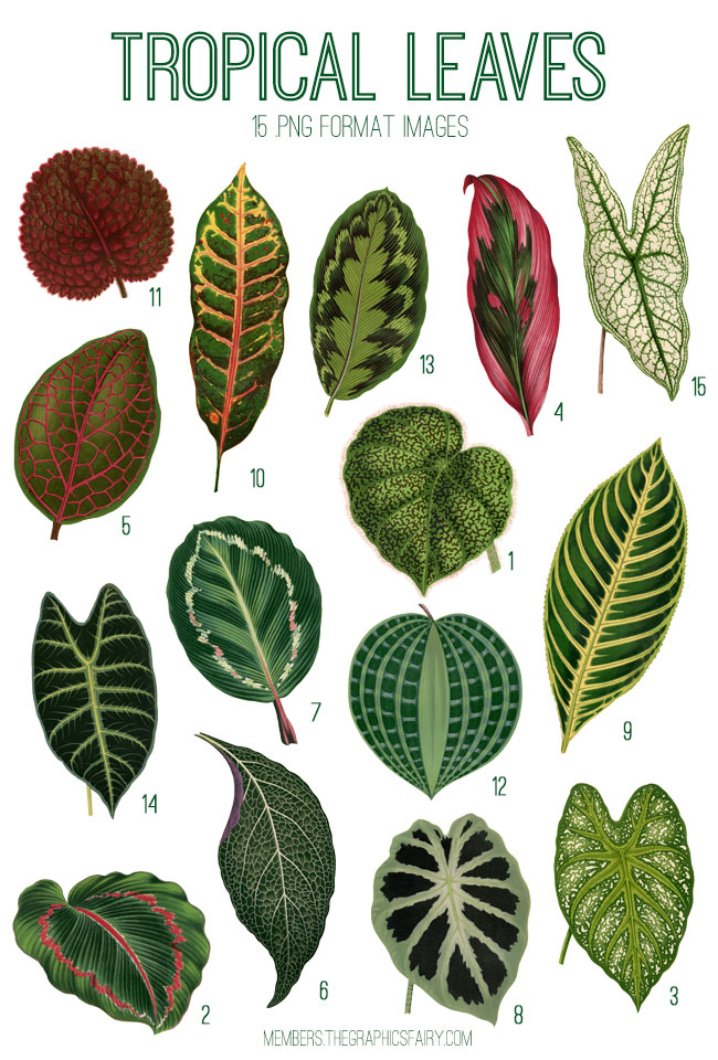 Tropical Leaves collage