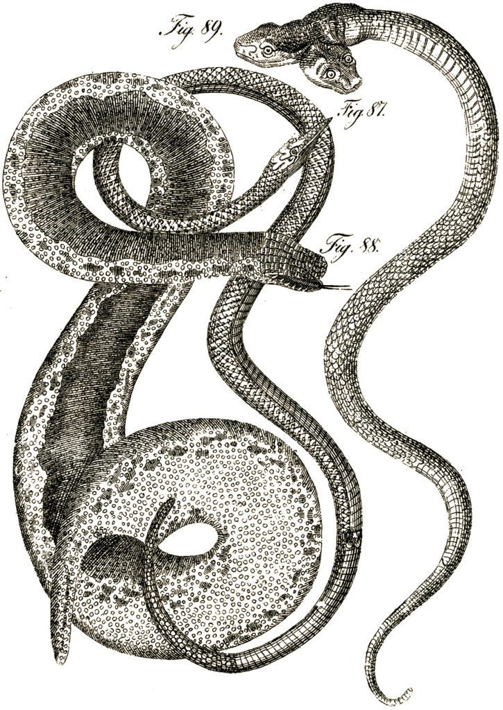 Two Headed Snake Tattoo Drawing Headed Snake Tattoo Designs Serpent ...