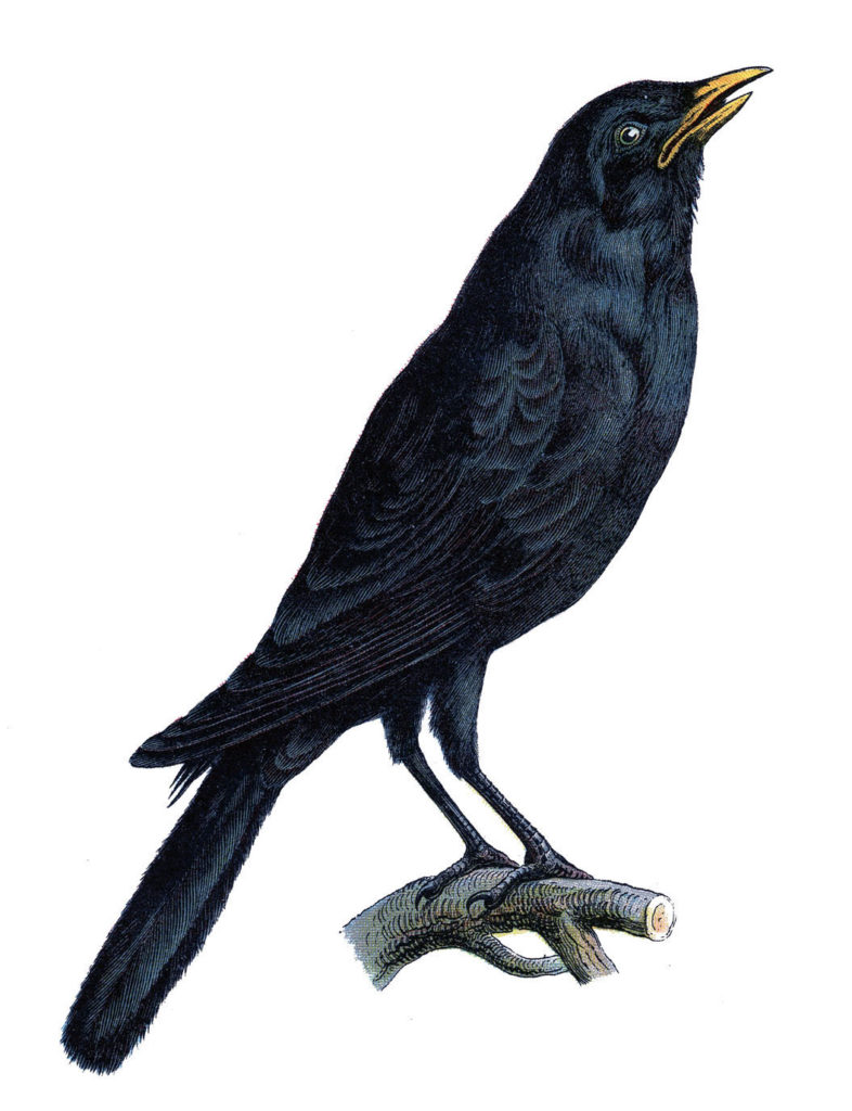vintage black bird crow picture
