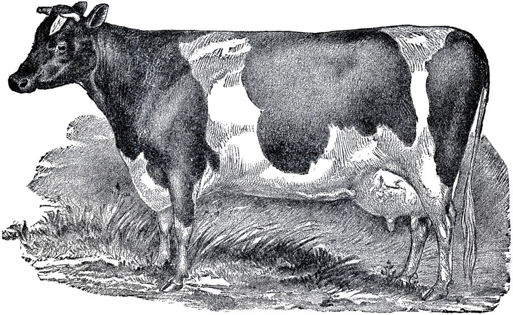 antique cow etching image