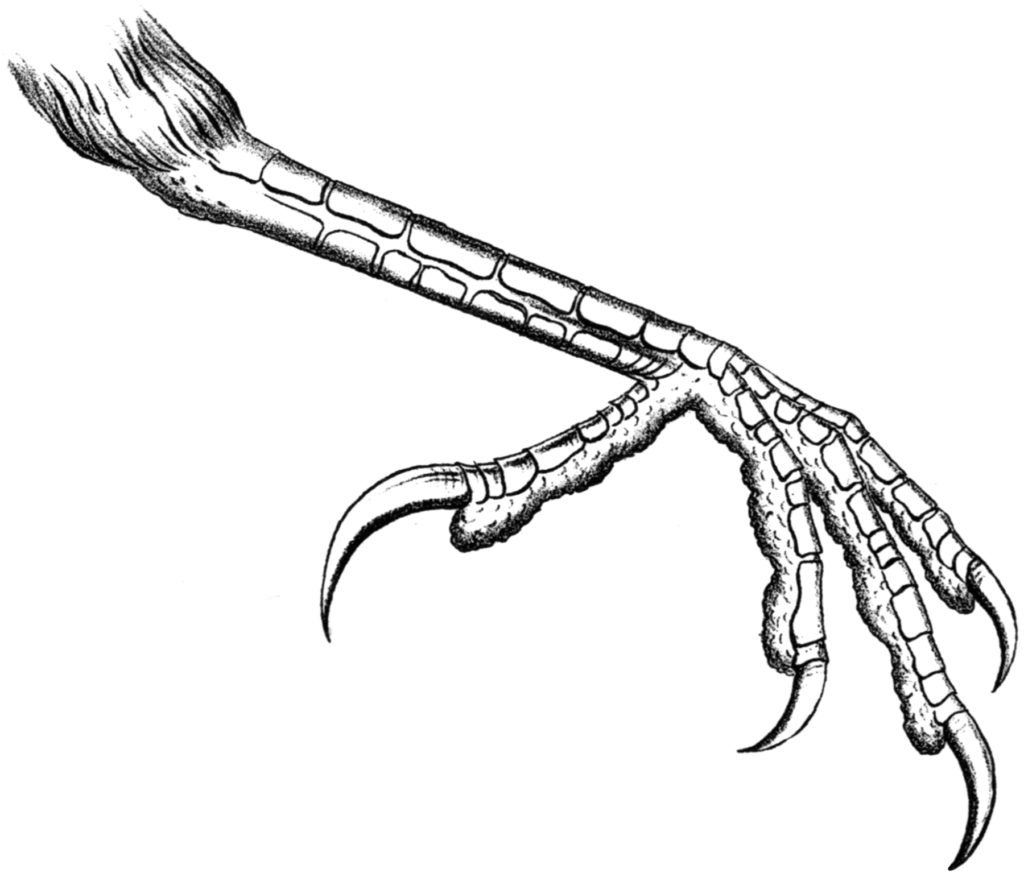 crow foot anatomy illustration