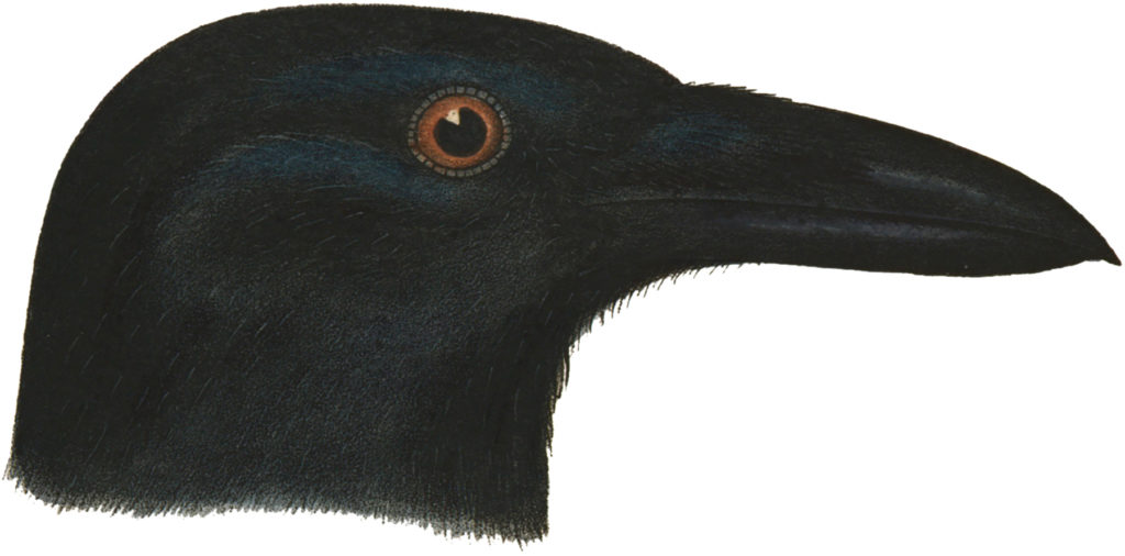 crow head clipart