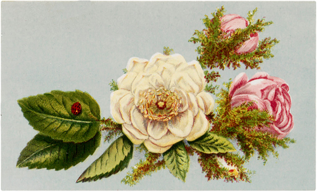 rose floral spray ladybug vintage image