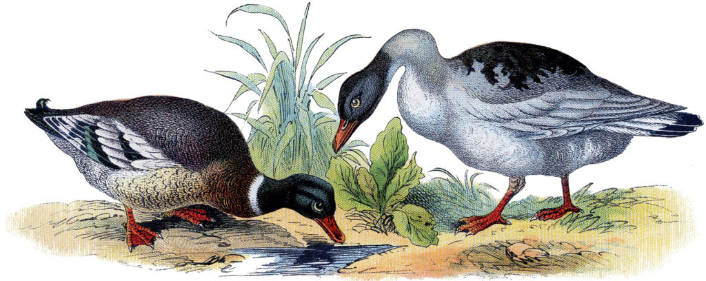 Vintage Mallard Ducks Image