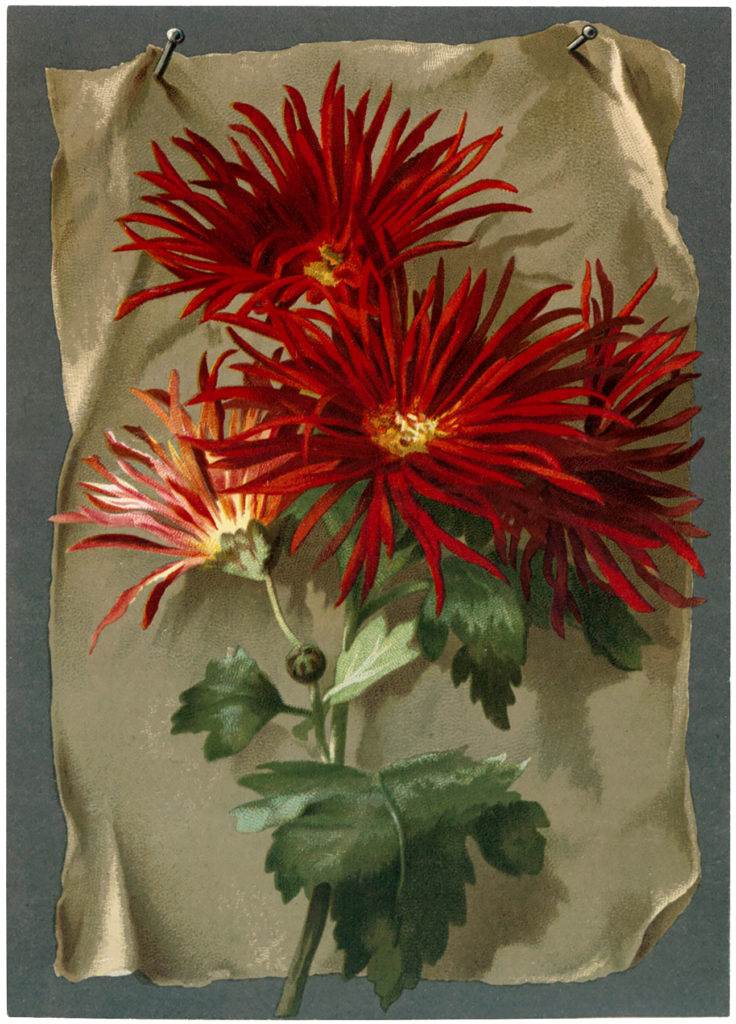 vintage red mums image