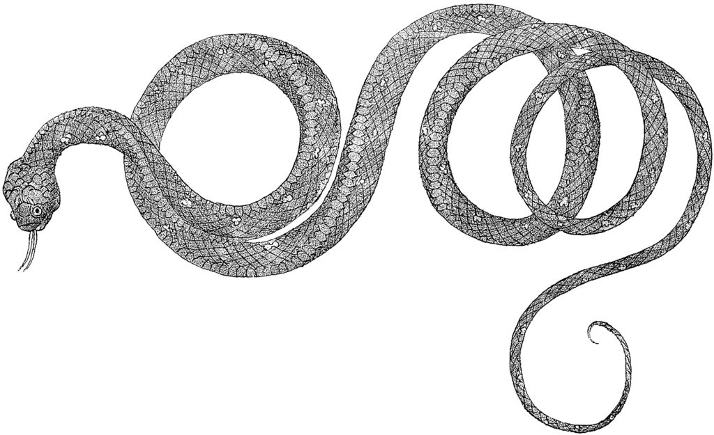 vintage snake clip art