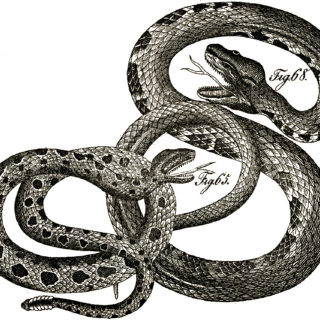 vintage snakes illustration